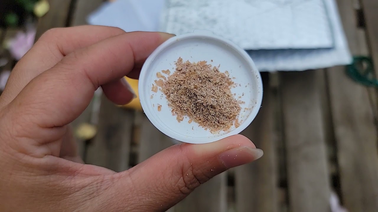 Green Lacewing eggs release