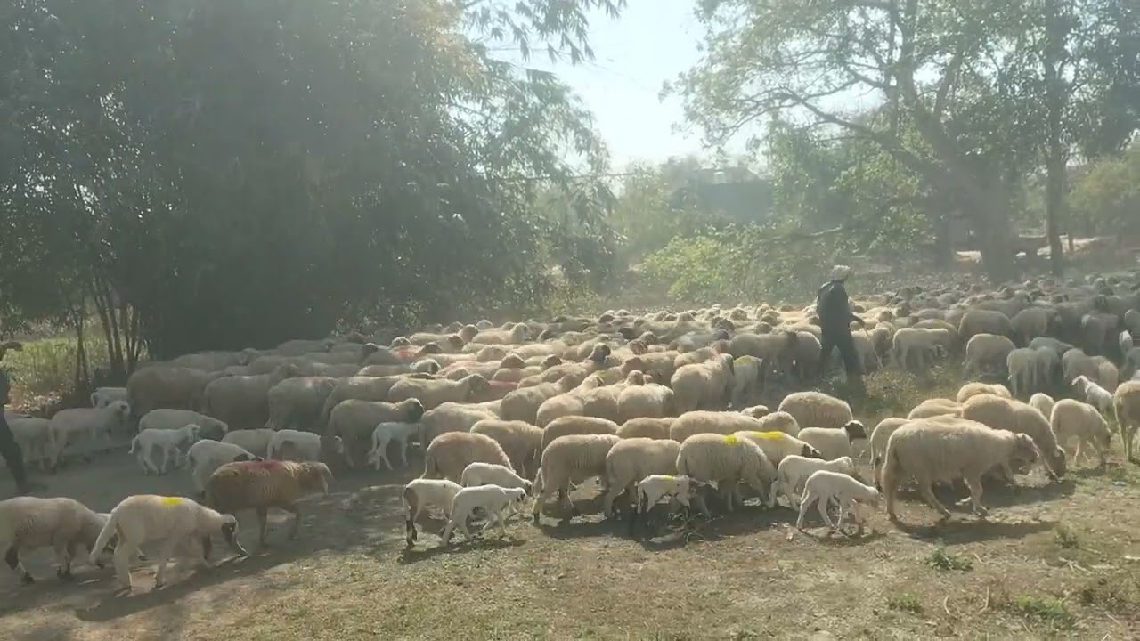 17 फ़रवरी 2026