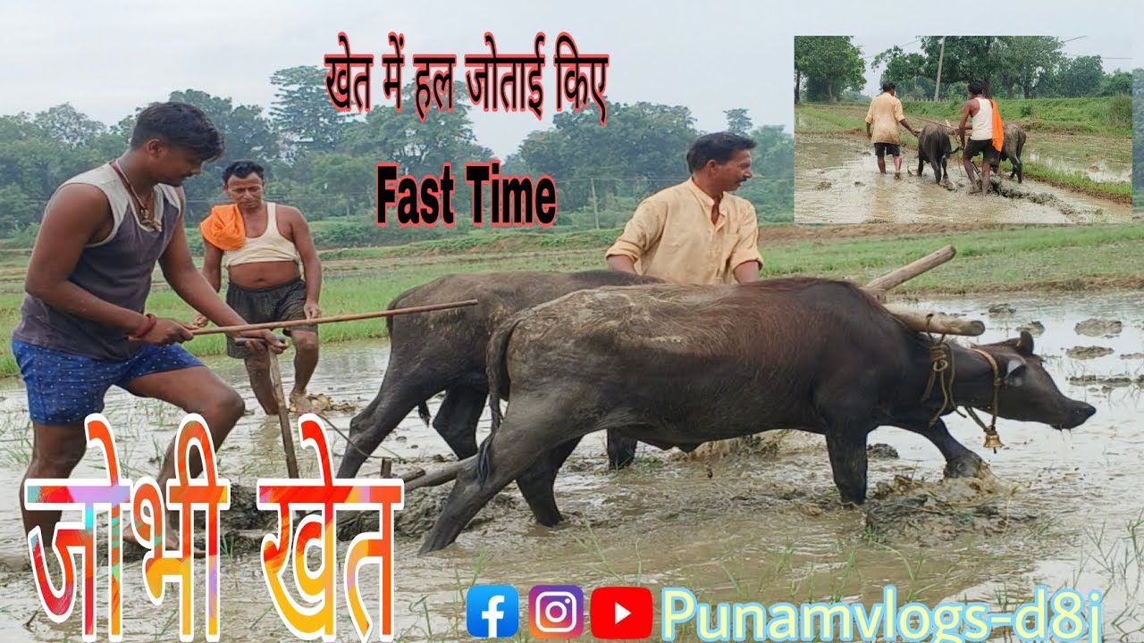 Khet Me Hal Jotayi Kiye  3 Log Mil ke  Fir Nahi kar sake #vlog #villagevlog Kado Khet #punamvlog