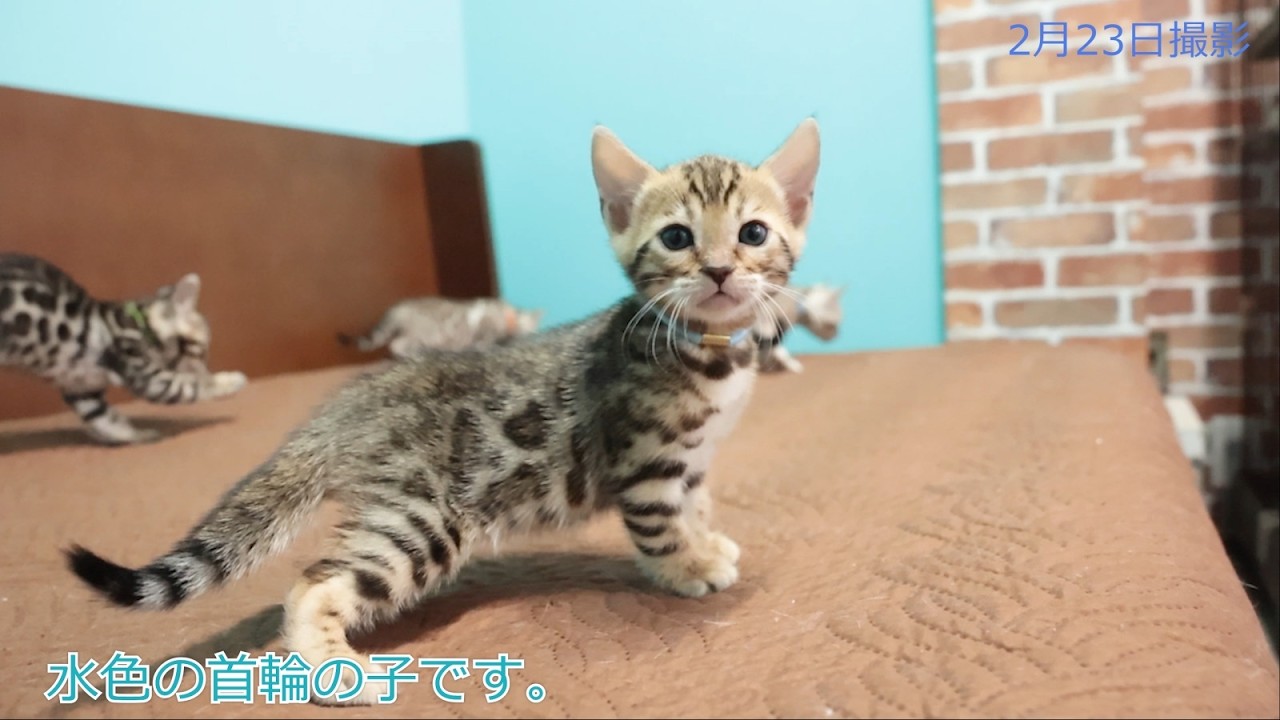 2025年1月17日生まれ　セイラママの子猫②　ベンガル