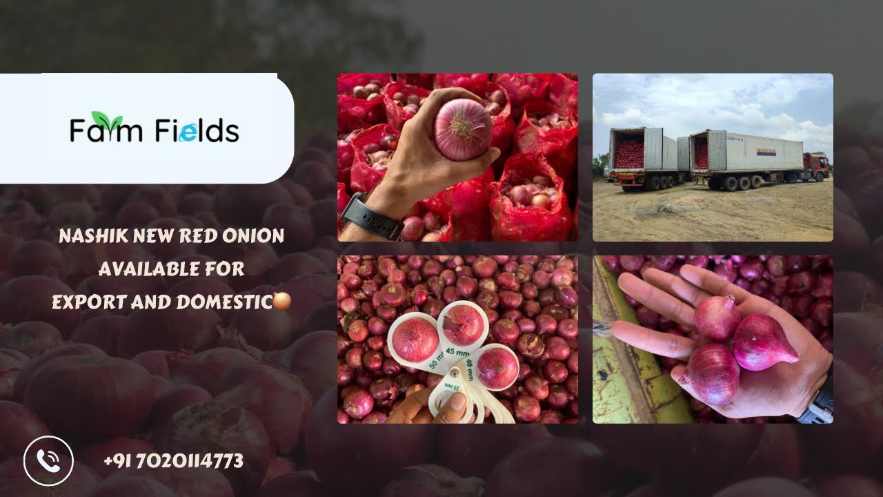 Nashik Onion Market Live Auction🧅| Red Onion Export and Domestic Quality Available |Call 7020114773