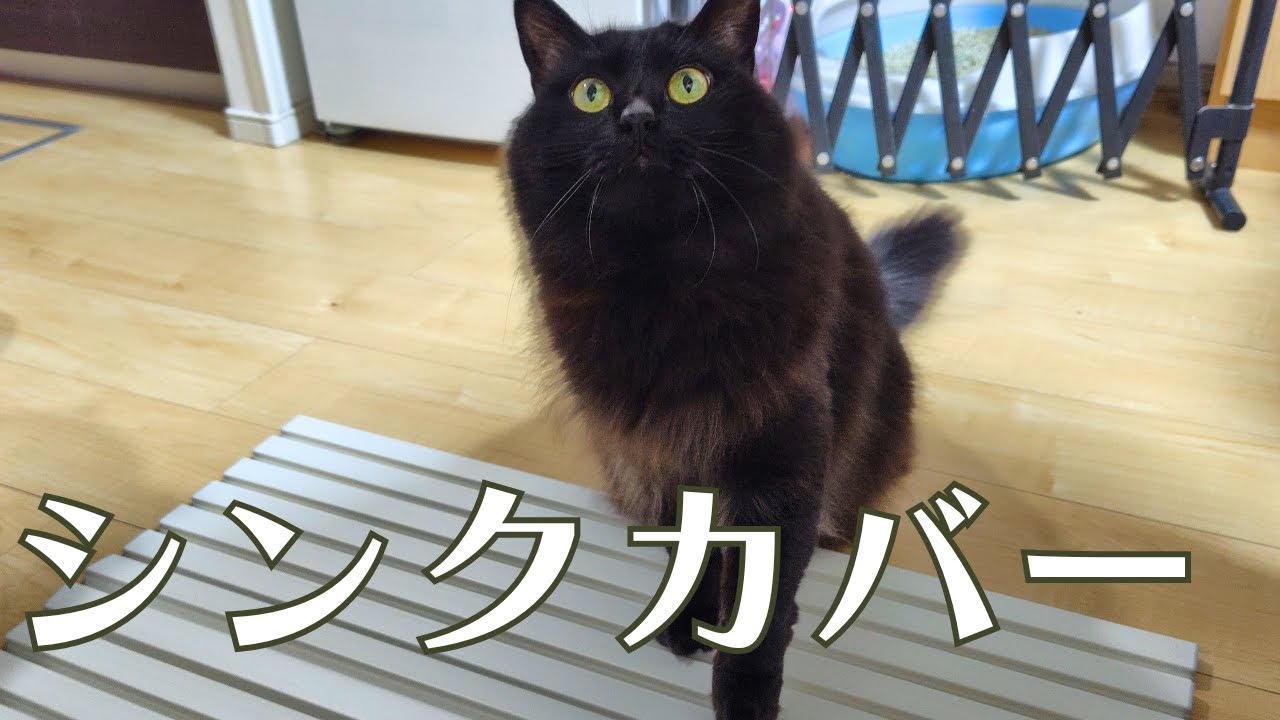 猫のキッチン・シンク対策に！目隠しシンクカバーが優秀すぎた！【Cat kitchen sink solutions】