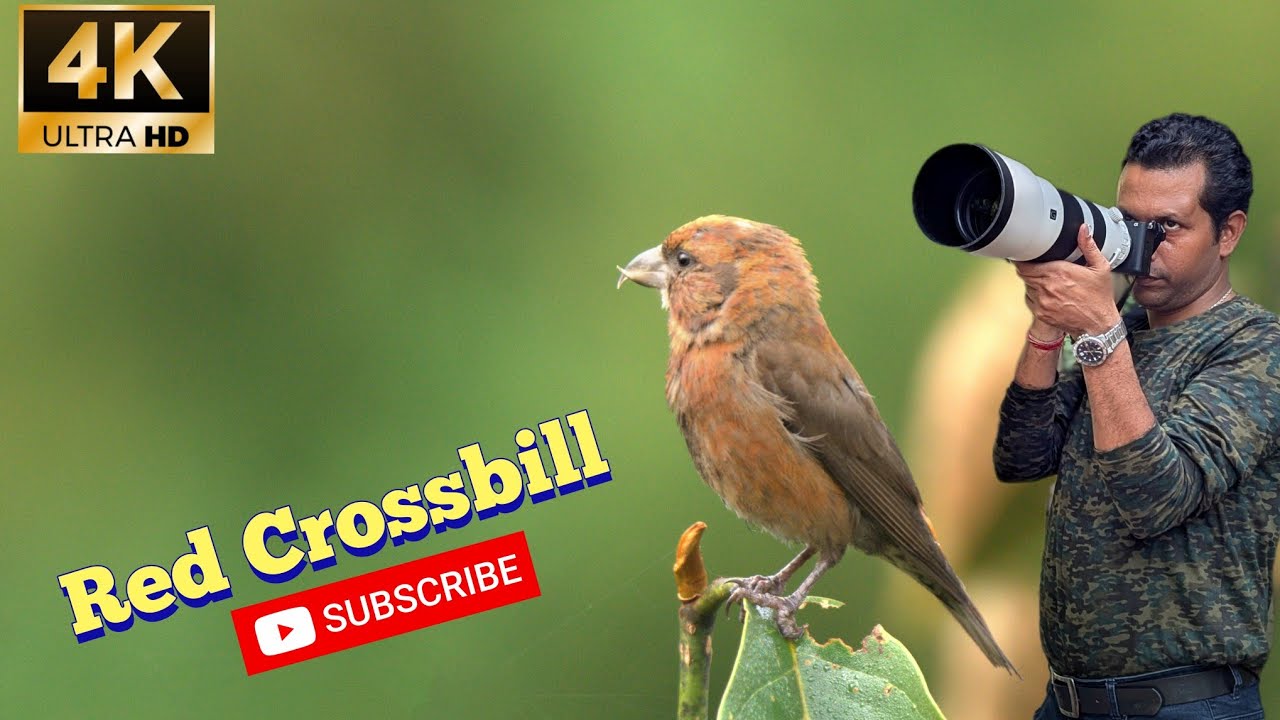 Vlog 66 :Mini Pahalgam Darjeeling| Red Crossbill | Sony a6700 Wildlife Photography 