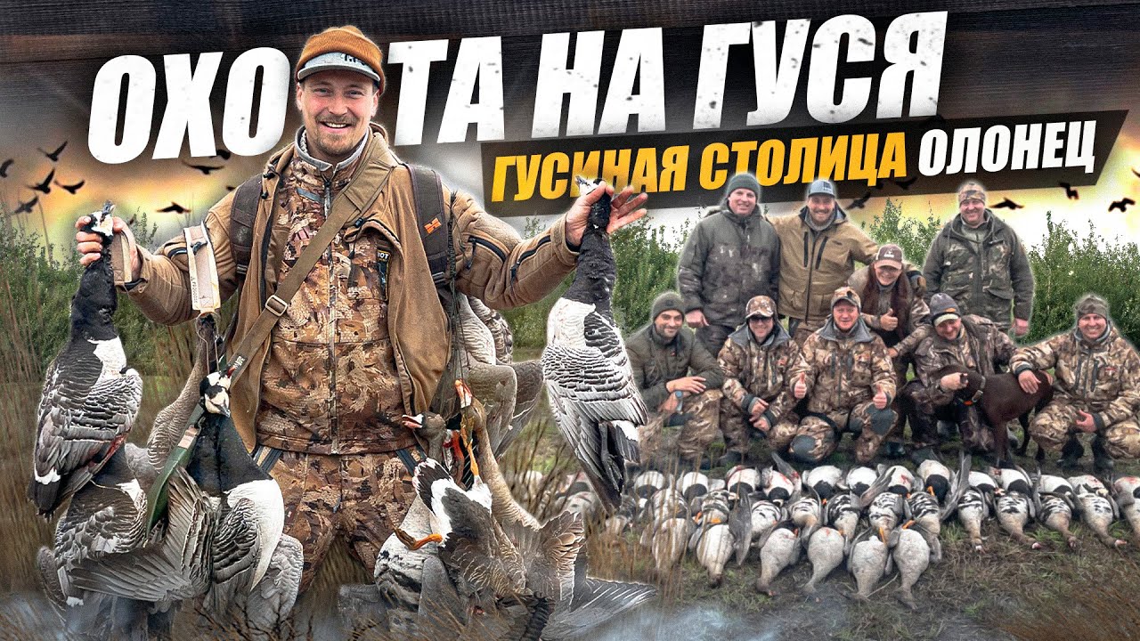 Охота на гуся. Гусиная столица Олонец.Трофейная охота на гуся.