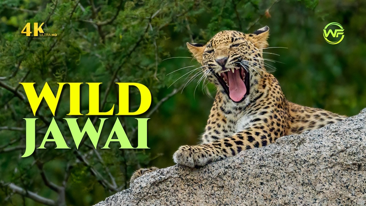 Leopard Kingdom of Rajasthan | Indian Wildlife 4K