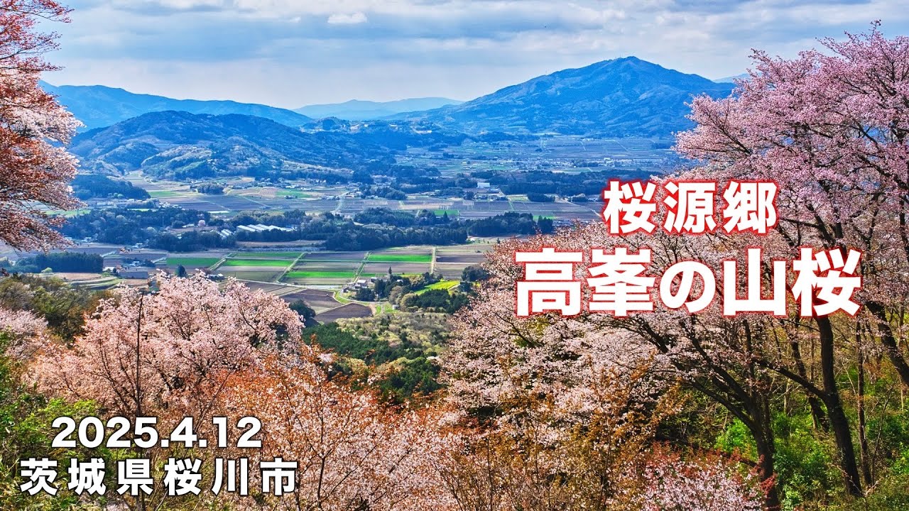 【登山】4K ヤマザクラ55万本の里【高峯の山桜】茨城県桜川市【桜源郷】