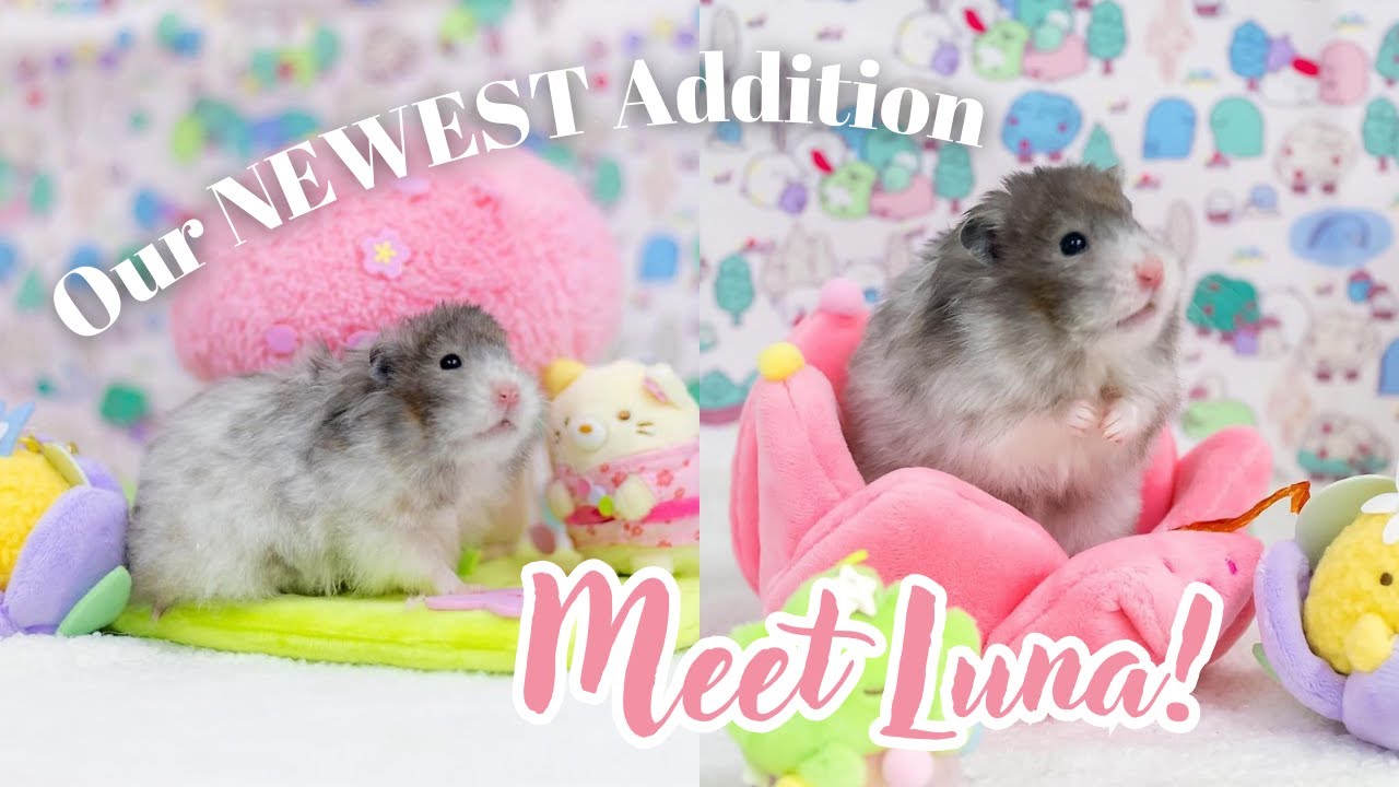I Adopted A Hamster! | Hamsters & Me