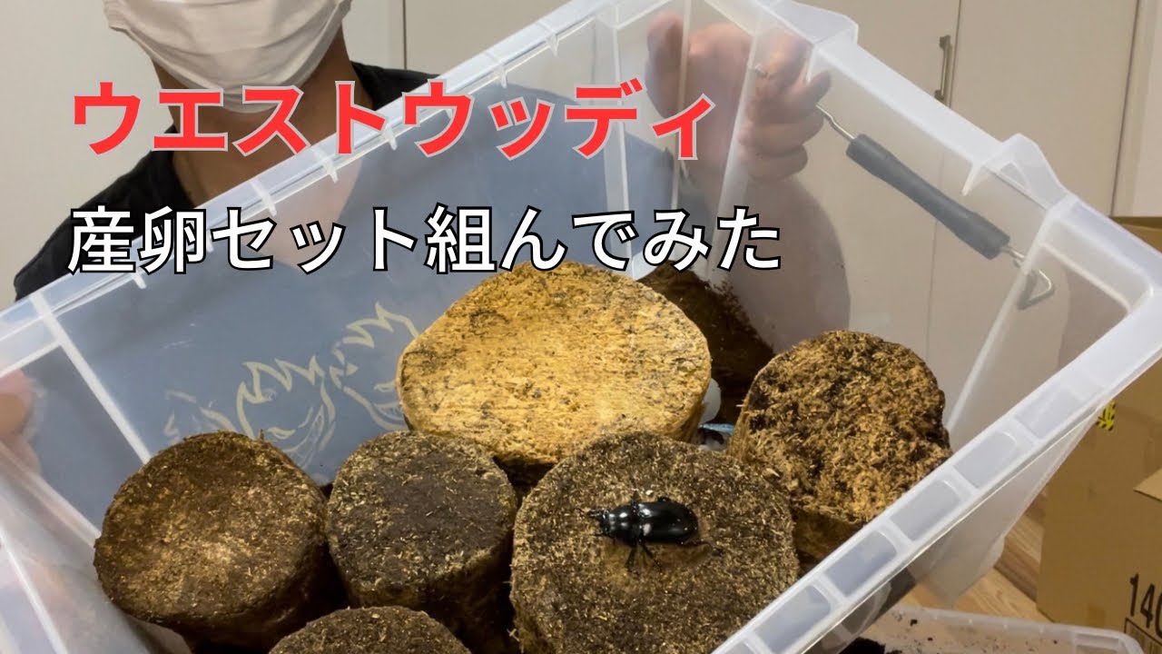 ウエストウッディ　産卵セット組んでみた