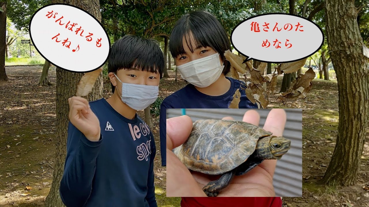 ニホンイシガメの冬眠準備を進める第２弾！　実は一番労力と時間を費やすのはステップ２のココだ！