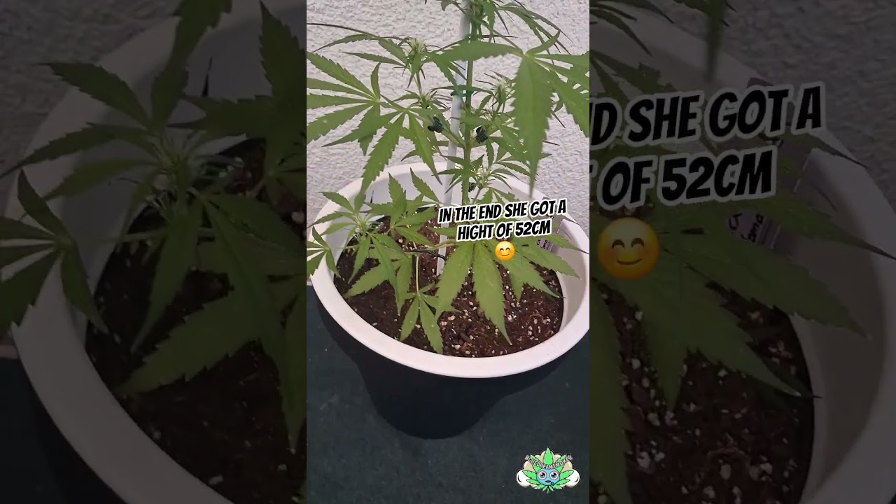 Day 48 Critical XXL Automatic  #420 #cannabis #cannabisdaily #outdoorgrow #criticalxxl #autoflower