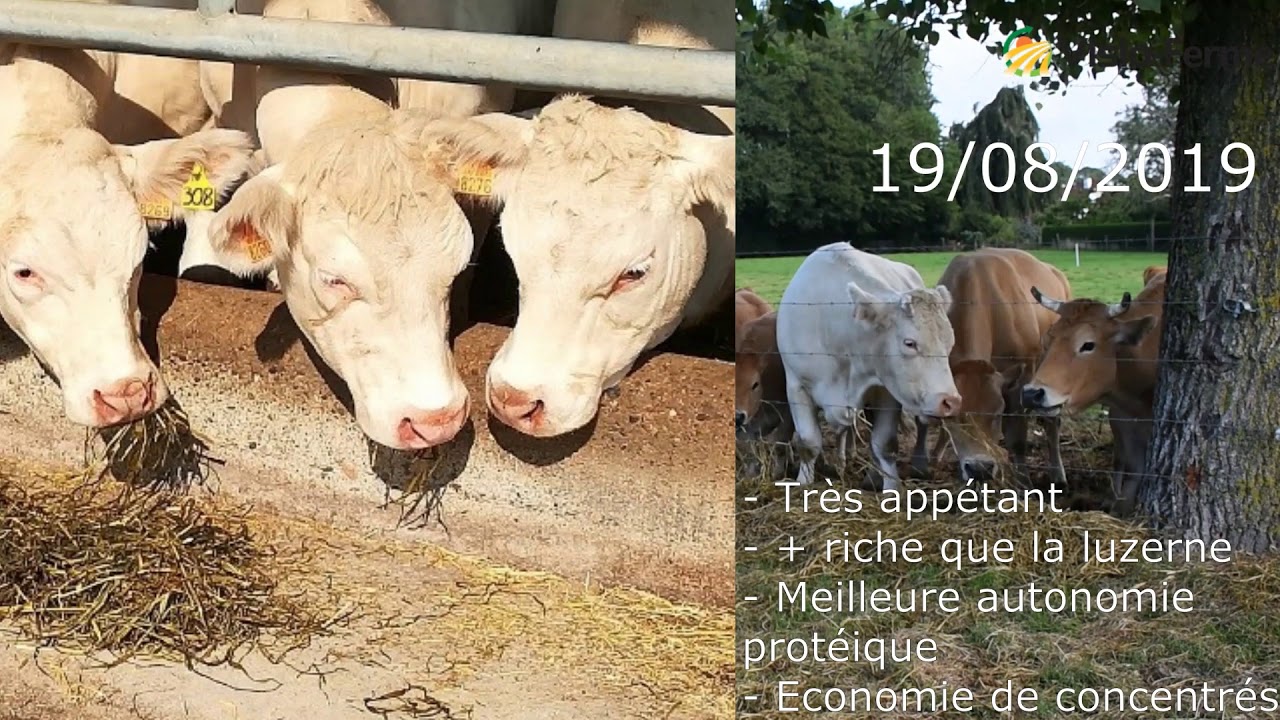 Option 3/1 : Du fourrage de qualité en cas de pénurie