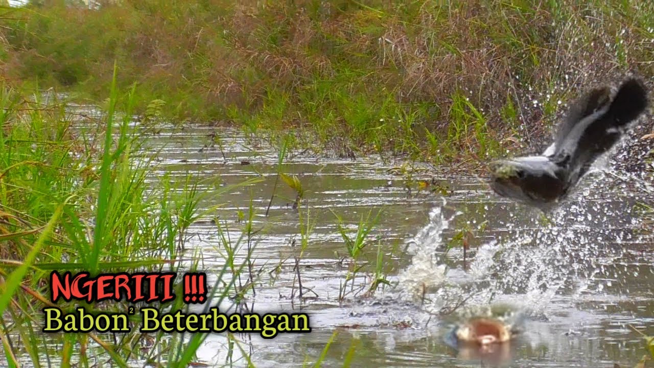 NGERI !! MANCING CASTING IKAN GABUS DAN BUJUK DI KANAL YANG JARANG DI JAMAH PEMANCING LAIN #AS-250