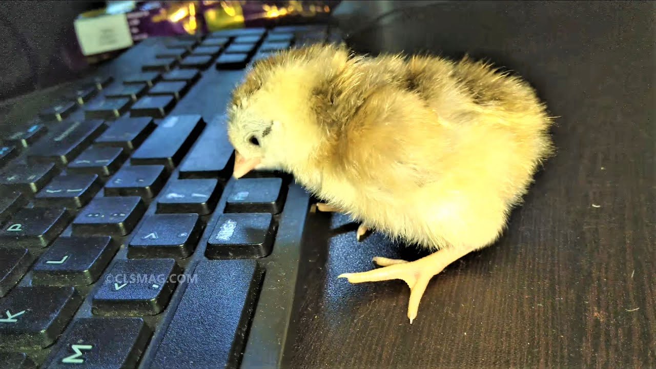 Baby Chick Eating and P** in my Keyboard. Oh no! #shorts