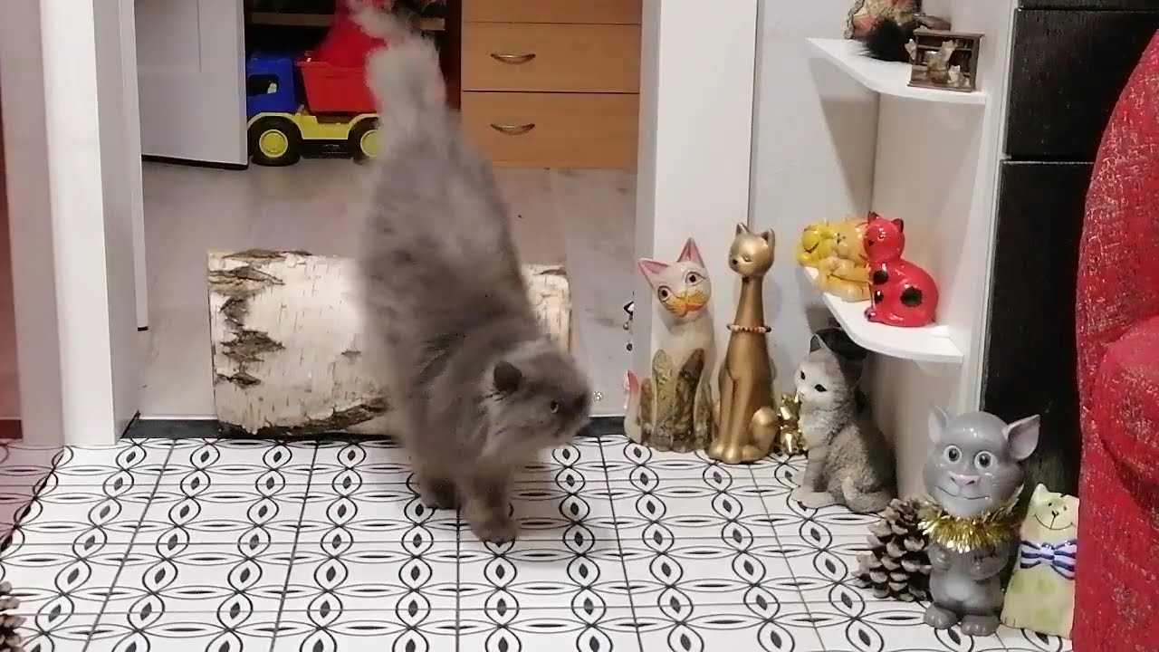 An Evening in the Life of a Persian Cat