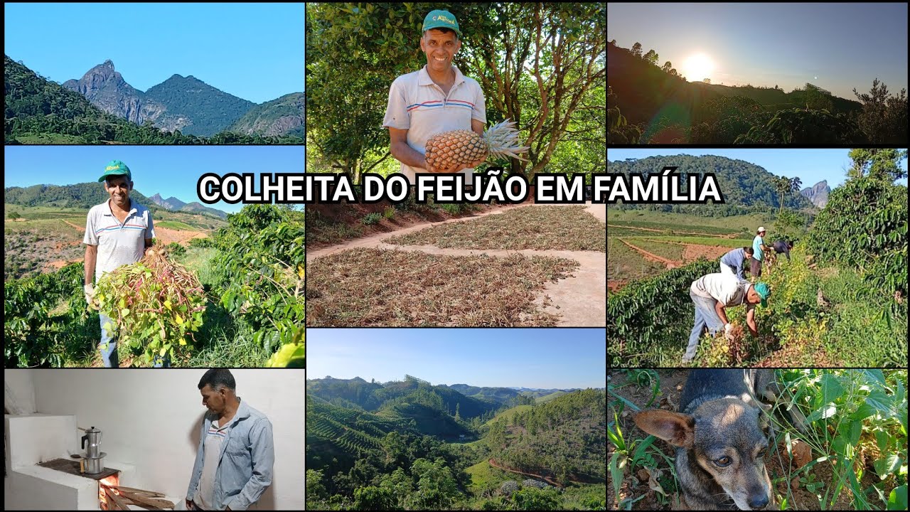 ACORDAMOS CEDINHO,REUNIMOS A FAMÍLIA PRA COLHER O FEIJÃO,FIZ CAFÉ NO FOGÃO A LENHA
