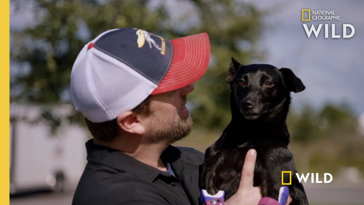 A Pawless Dog Gets New Prosthetics | Wizard of Paws