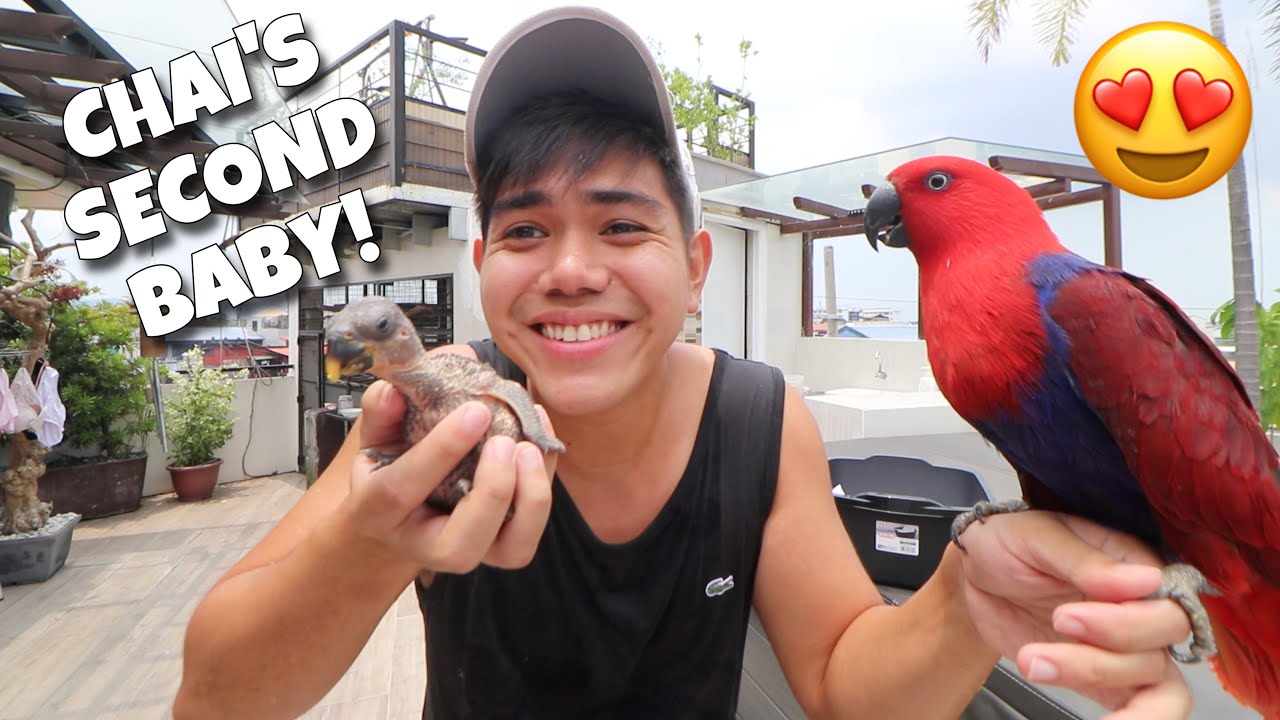 CHAI'S SECOND BABY ECLECTUS PARROT! Kinuha na namin yung anak ni Chai na ibon! (WOW!) | Murillo Bros