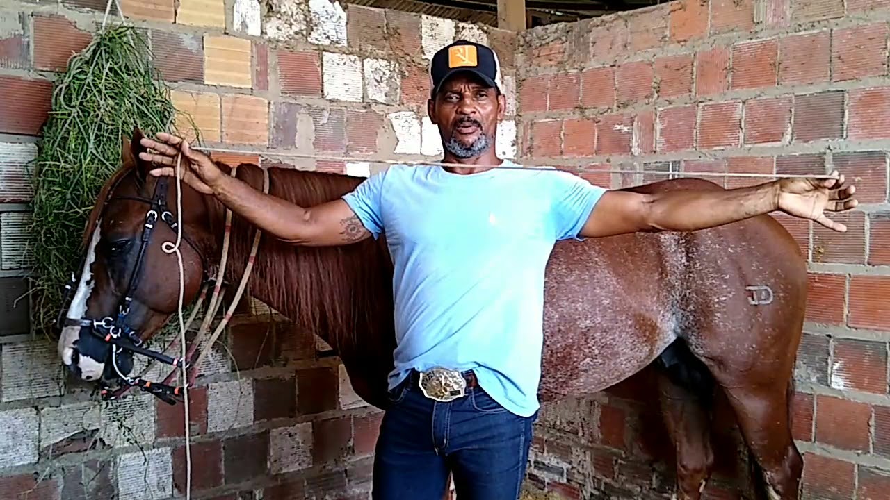 (VÍDEO CORRIGIDO) COMO CORRIGIR SEU CAVALO QUE COBRE O BOI (Vaquejada)