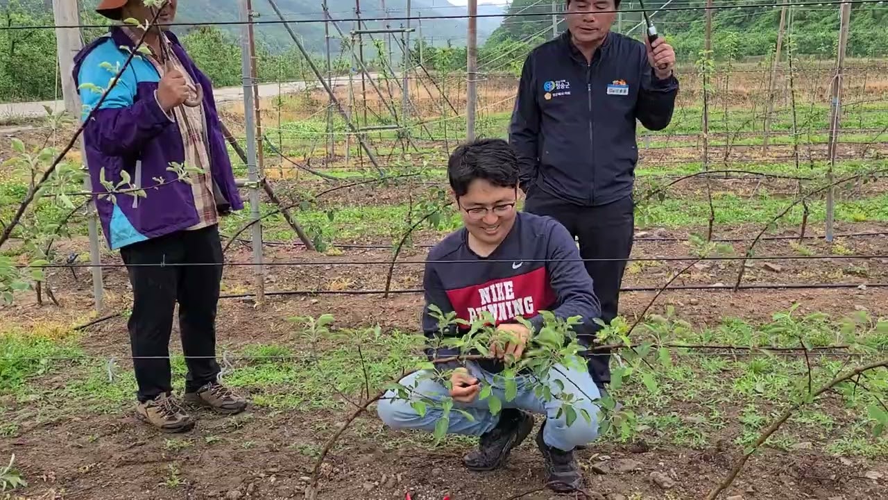 구욧 수형 수정 작업 시범(현동면 개일리 남종섭님 과원에서 윤인섭님이 구욧 수형 수정 작업)