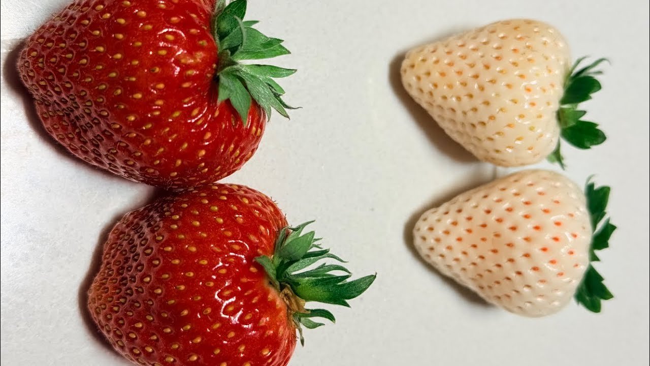 Best Smart Strawberry Solution – Introduction (Part 1)