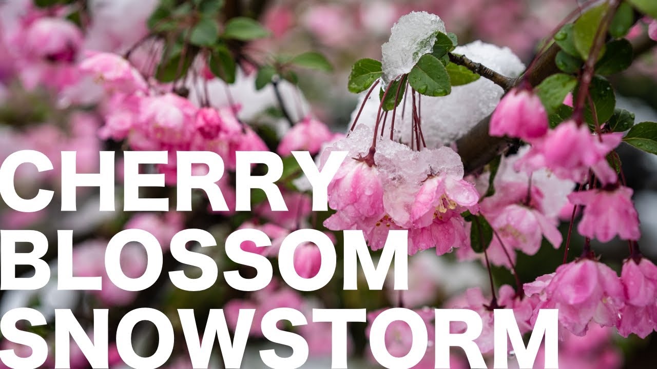 Cherry Blossom Snowstorm in Tokyo