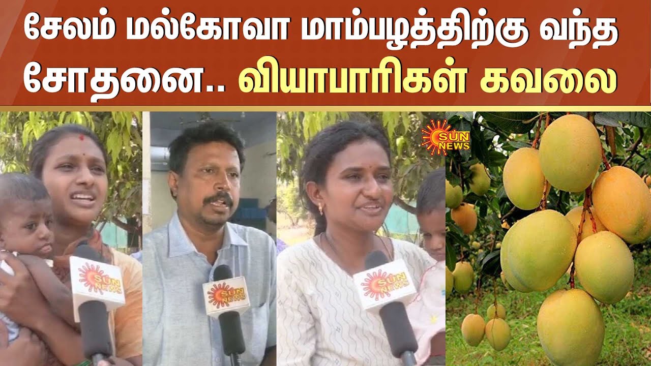 Salem Mango | சேலம் மல்கோவா மாம்பழத்திற்கு வந்த சோதனை | வியாபாரிகள் கவலை