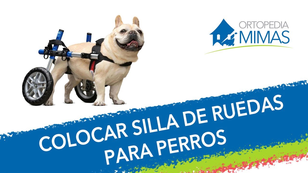 Como Colocar una Silla de Ruedas a un Perro