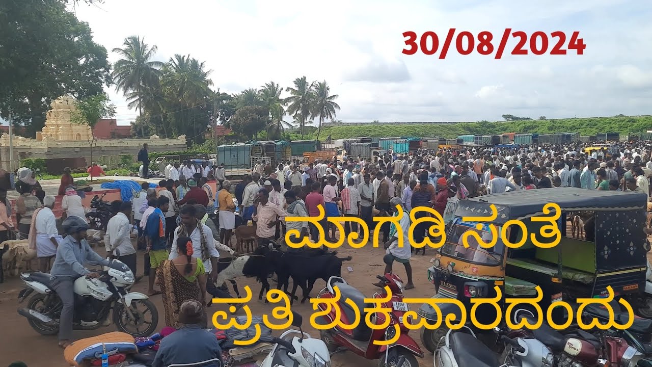 magadi sante (ಮಾಗಡಿ ಸಂತೆ ) every Friday #sheepandgoatmarket #Magadi