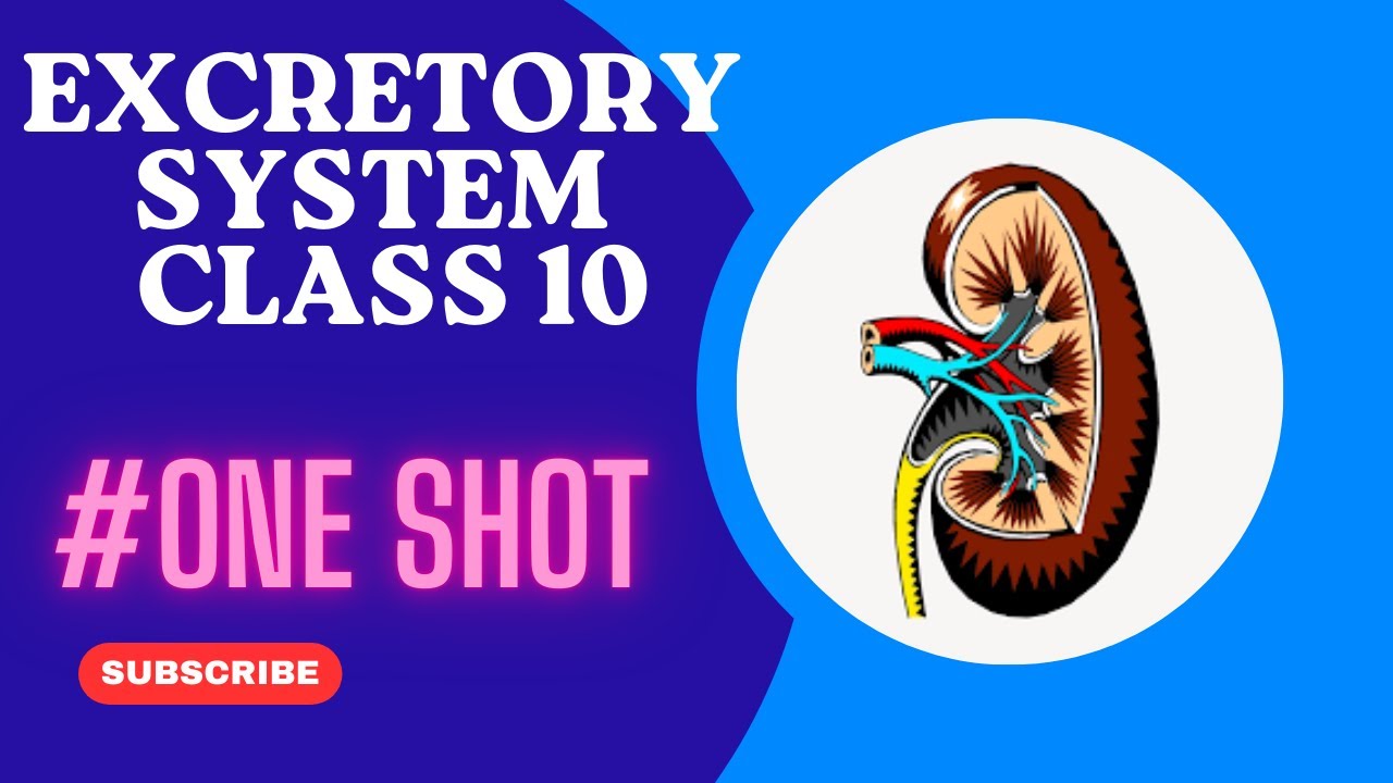 Excretory system in human being || class 10 || Excretory system one shot || Board exam 2025