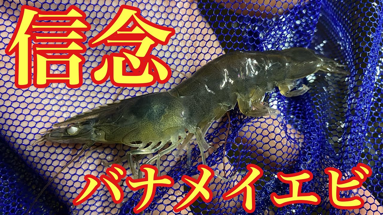 信念を貫き通して最高のエビが養殖できました！【バナメイエビ陸上養殖】