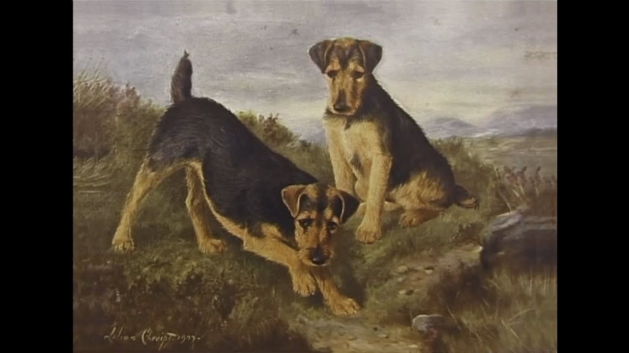 Welsh and German Hunting (Jagd) Terriers; Search and Rescue