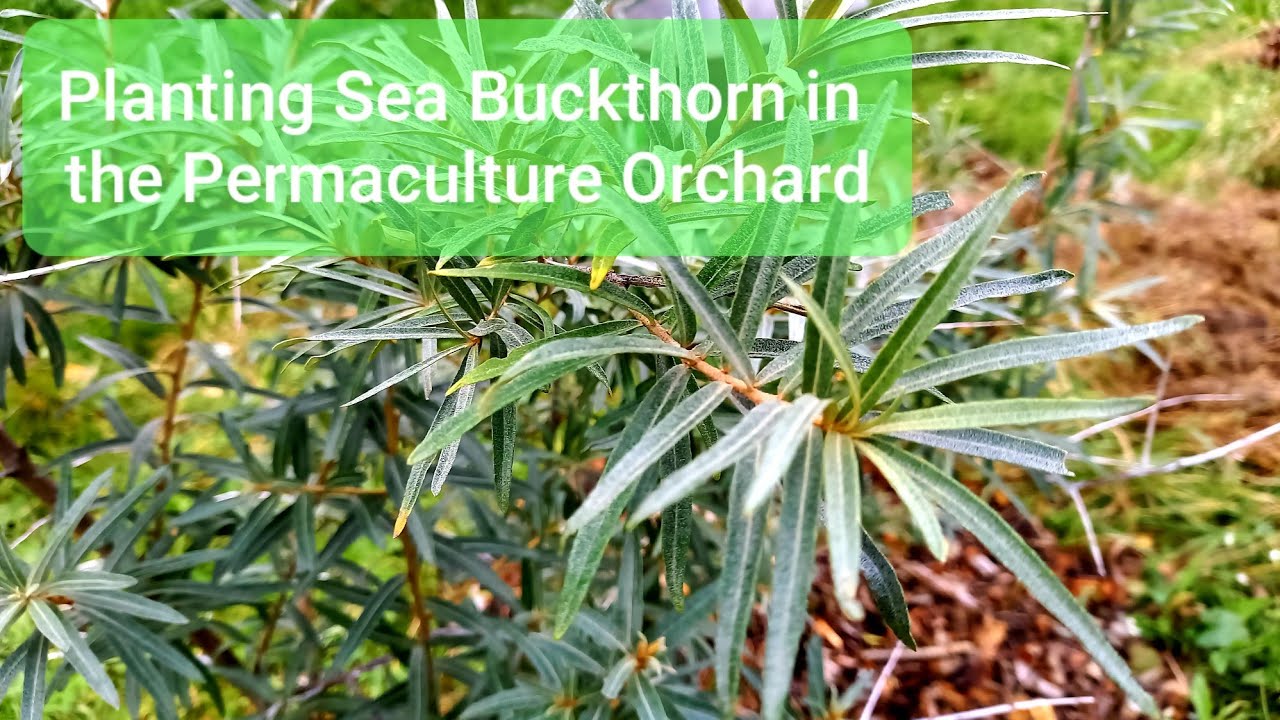 Planting Sea Buckthorn in the permaculture orchard.