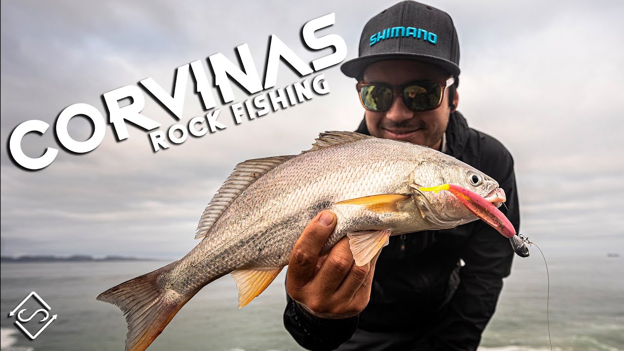 CORVINAS a RockFishing con equipos de MEDIA Potencia