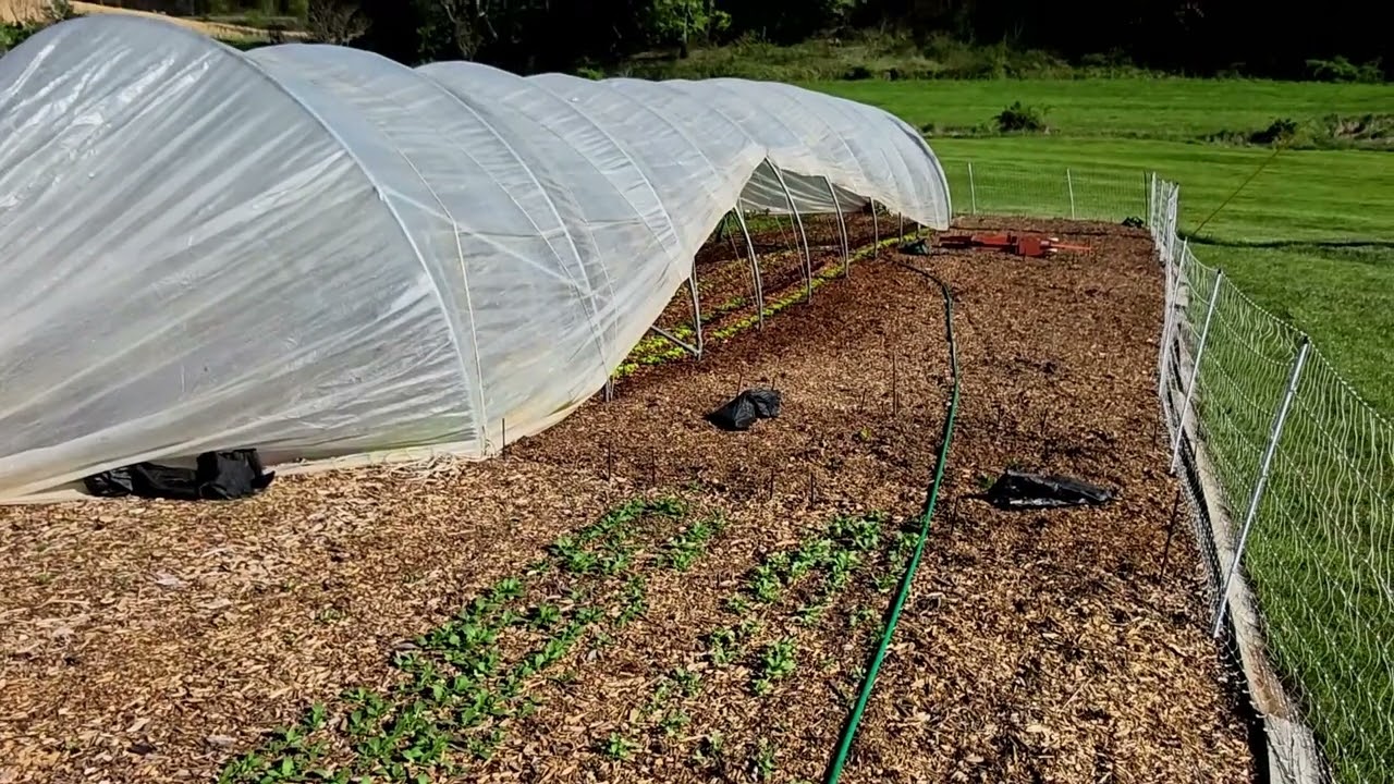 We Should Have SALAD, Farmers' Market Update & What's Growing 4-23-25