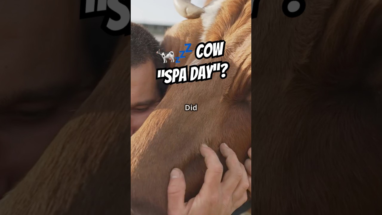 Why Cows Love a Good Cuddle #cow #cowlover
