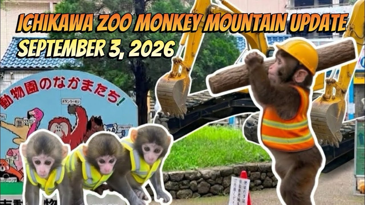 3rd September Monkey Mountain Ichikawa Zoo Update #punch #zookeeper #ichikawa #zoo 