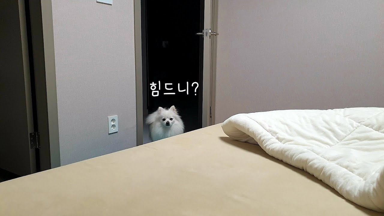 강아지 입양 후 힘든 순간 Best5