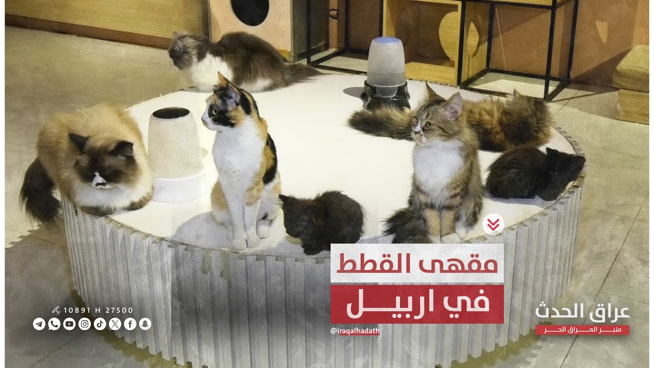 مشاوير || زيارة لمقهى القطط في أربيل - تجربة غير مألوفة