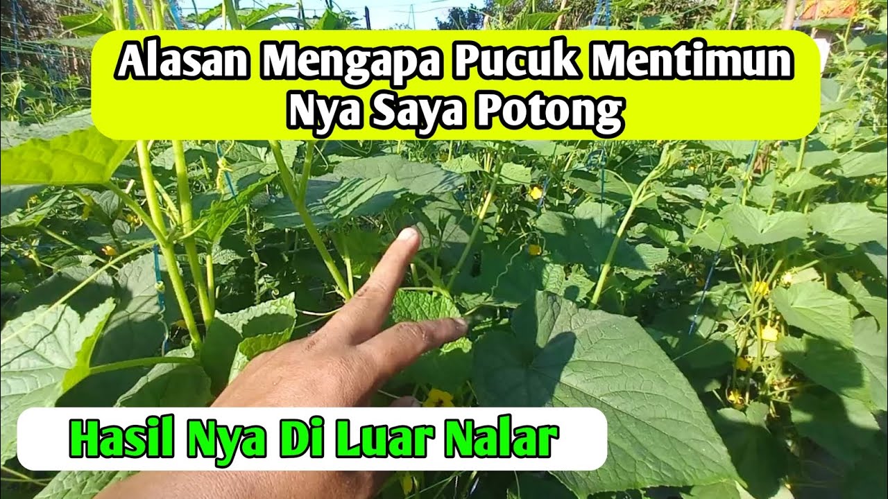 Manfaat potong pucuk mentimun