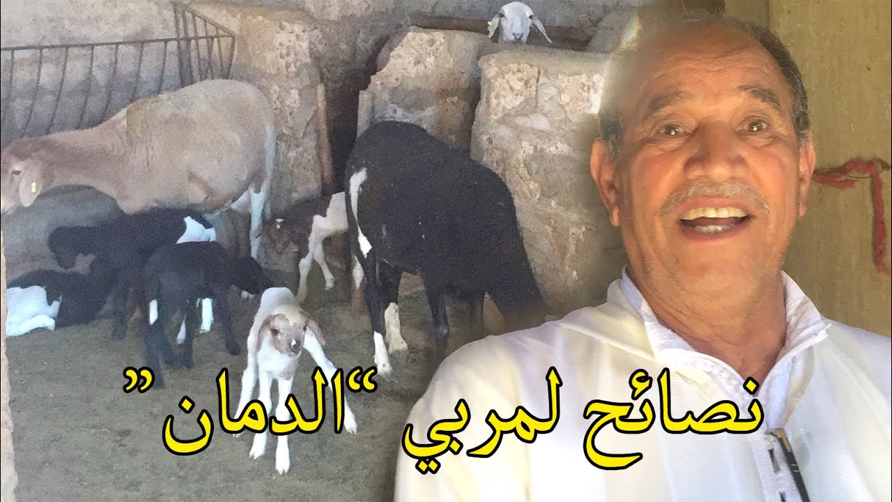 حاصل على اربع جوائز وطنية في تربية الأغنام سلالة الدمان لحسن شجري ينصح المهتمين بهذا المشروع الجزء 1