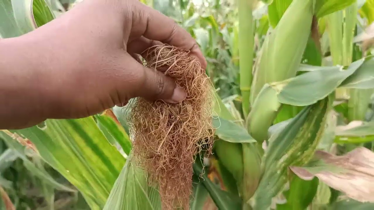 Beer Galleyda si cajiib ah uga baxeyso. An amazing Maize farm