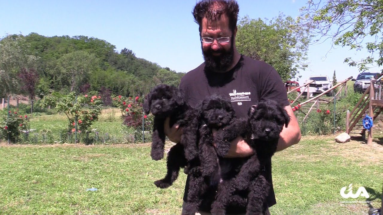 Cane fonnese: the traditional sardinian shepherd dog (english version)
