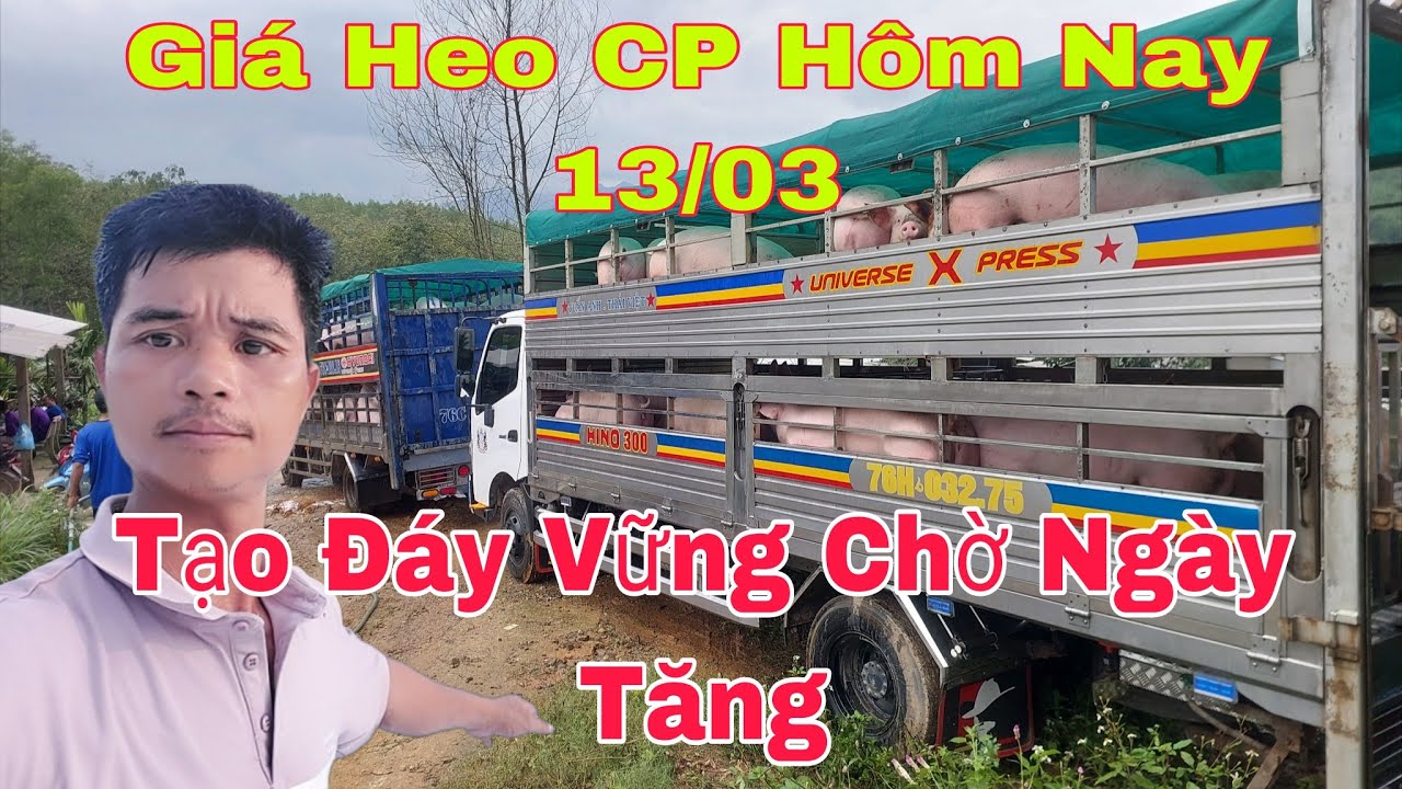 Giá Heo Hôm Nay 13/03, Bạn Hiểu Gì Về Vắc Xin Cho Heo,@nongtraihoakieu 