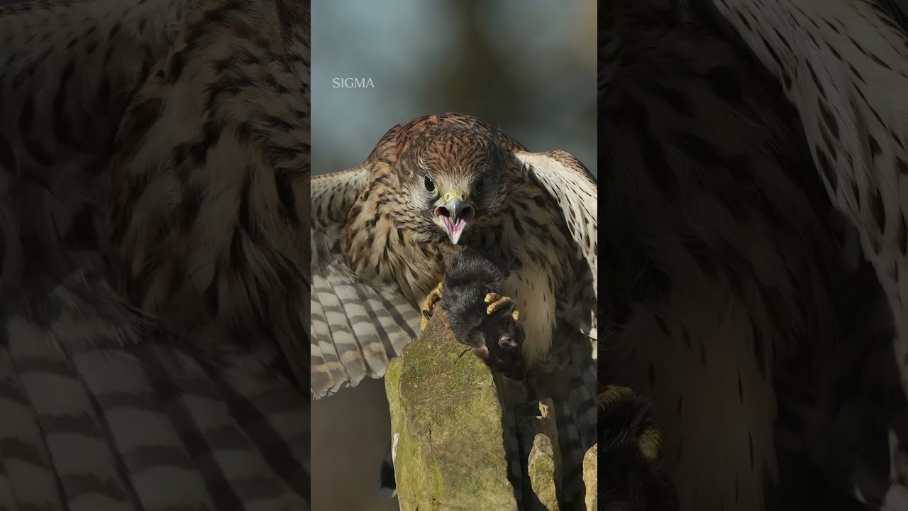SIGMA 300-600mm F4 DG OS | Sports - Kestrel Brid Photography #wildlifephotography #sigma #cameralens