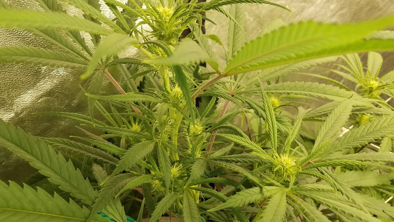 Lemon Jeffrey by Irie Genetics week 2 of Flower