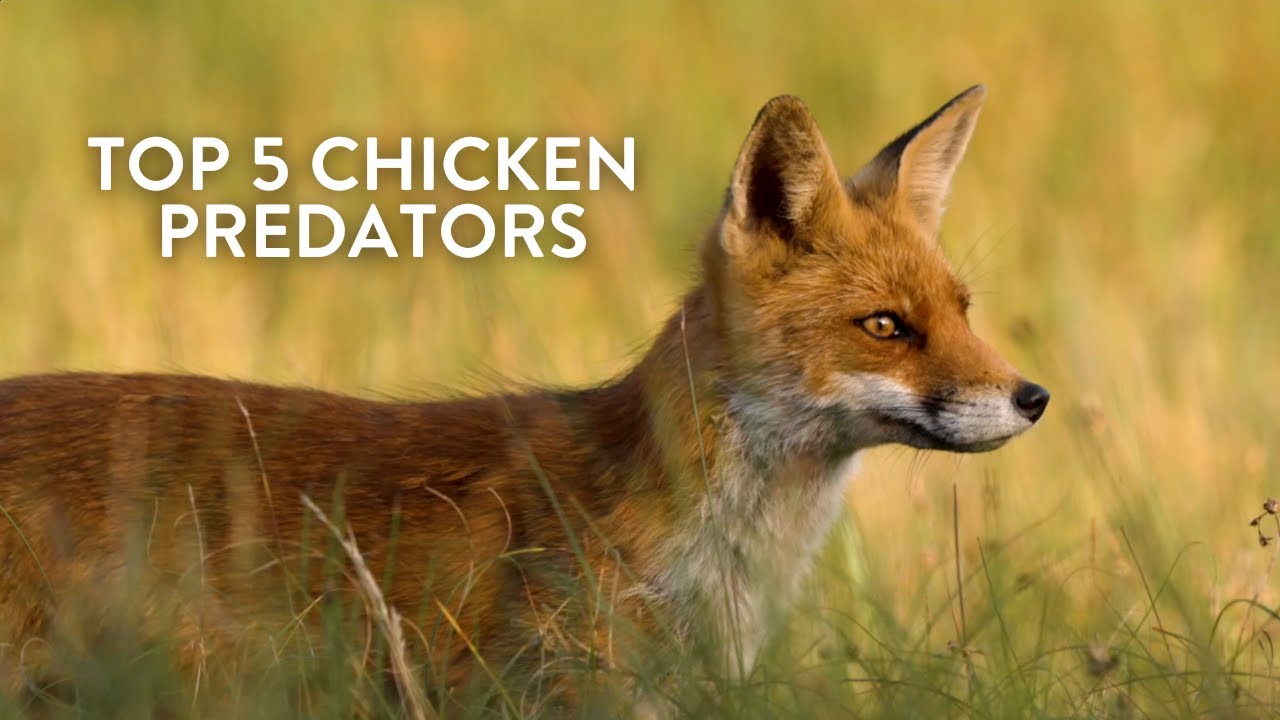 Top 5 Chicken Predators