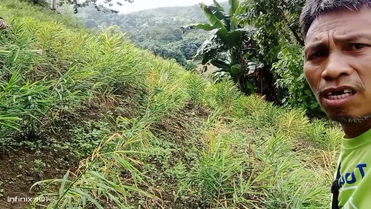 sayang ang tanim na luya naninilaw ang dahon at nabubuluk o nalusaw ang laman