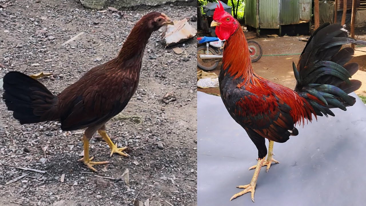 Hermoso recorrido que te gustaría ver - criadero de aves súper fina 