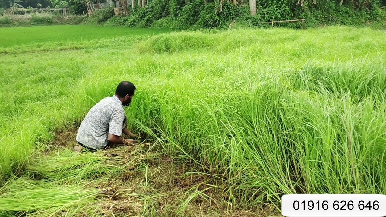 এই ঘাস আপনি একবার চাষ করলে সারা জীবন কেটে খাওয়াতে পারবেন।