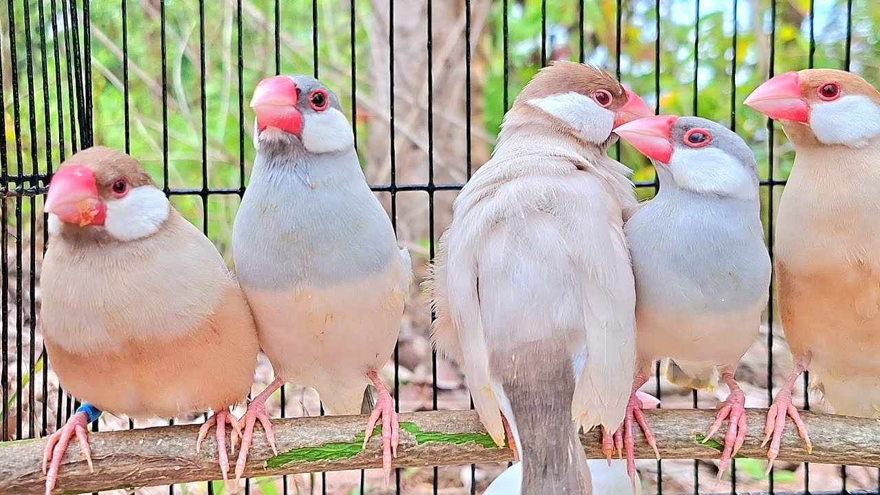 Java sparrow singing sound: Java sparrows are singing with a big group. They like to joy together.